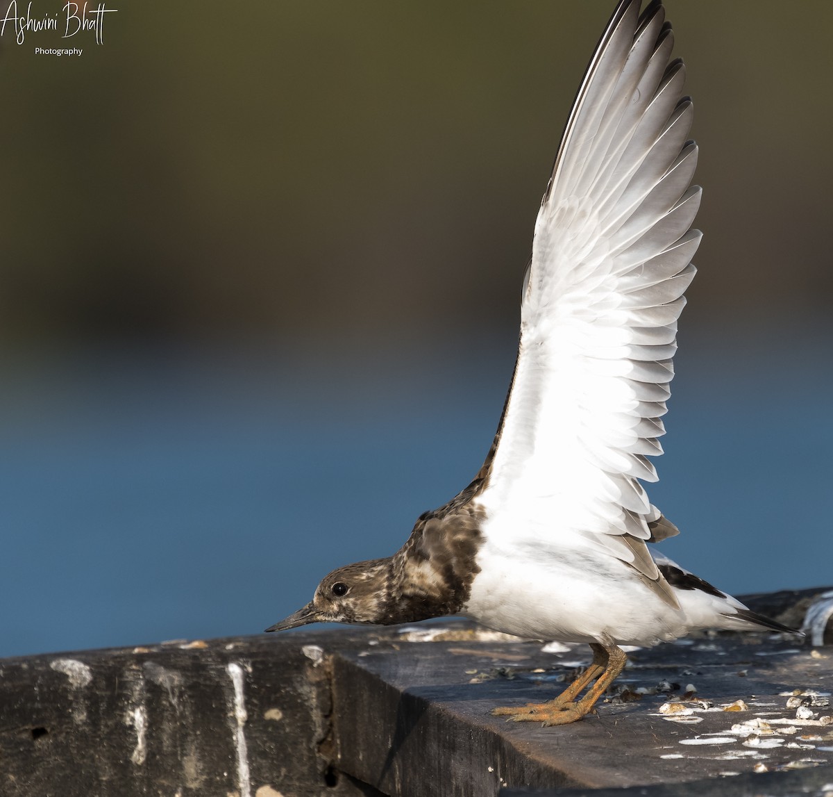 Ruddy Turnstone - Ashwini Bhatt