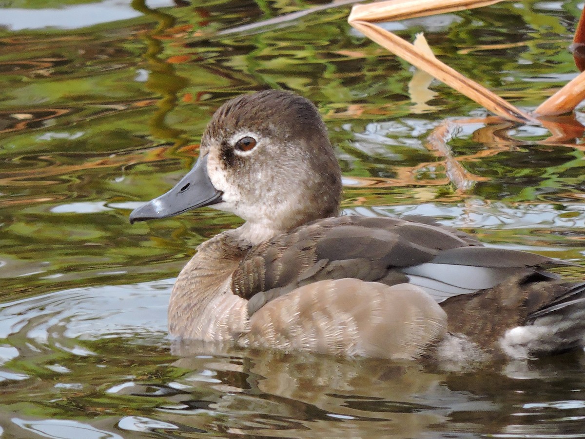 Ring-necked Duck - ML45375101