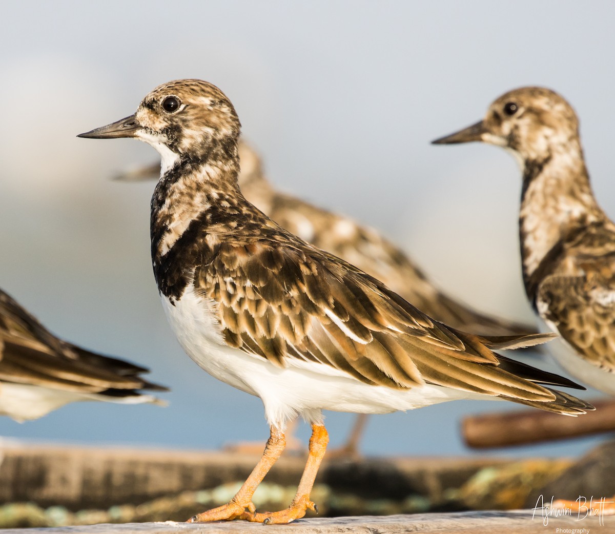 Ruddy Turnstone - Ashwini Bhatt