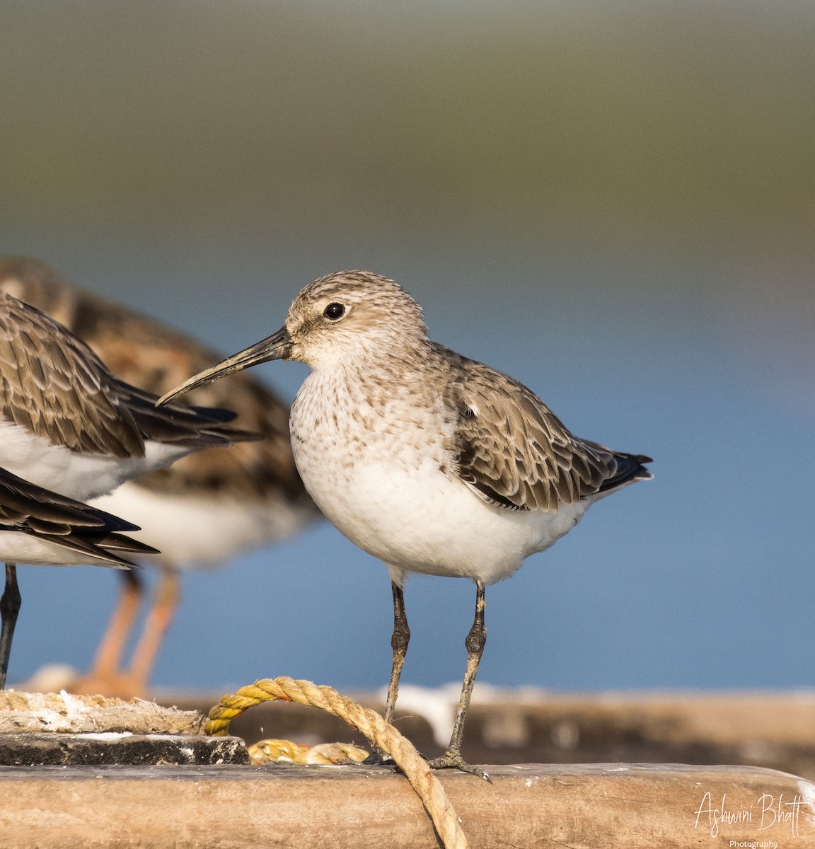 Curlew Sandpiper - ML453751101