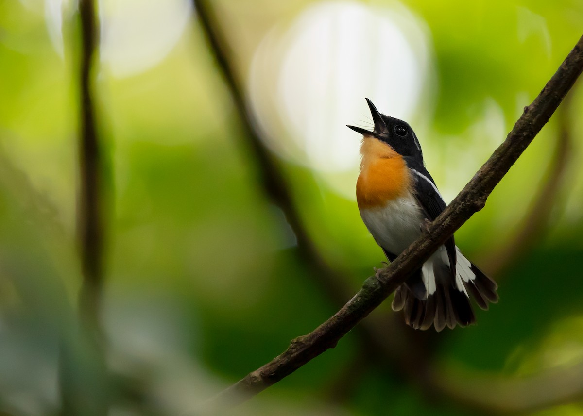 Rufous-chested Flycatcher - ML453752061