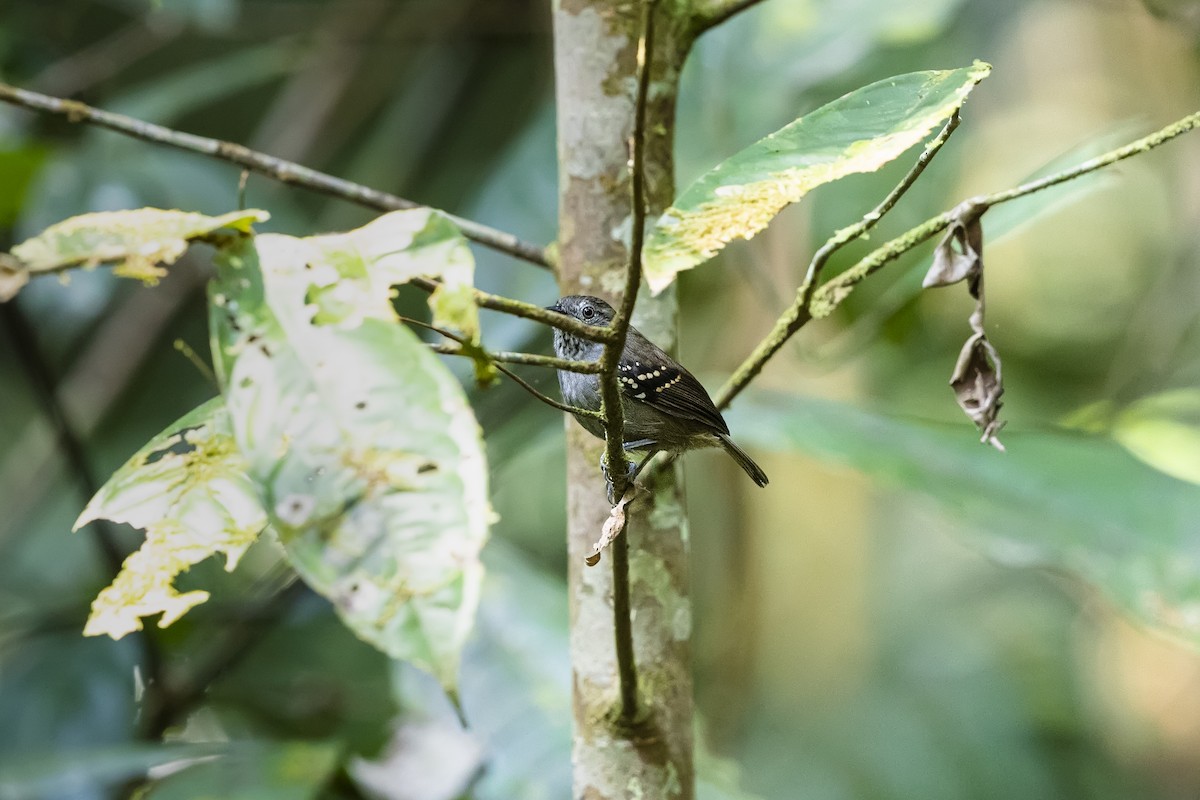 Rufous-backed Stipplethroat (Yasuni) - ML453752181