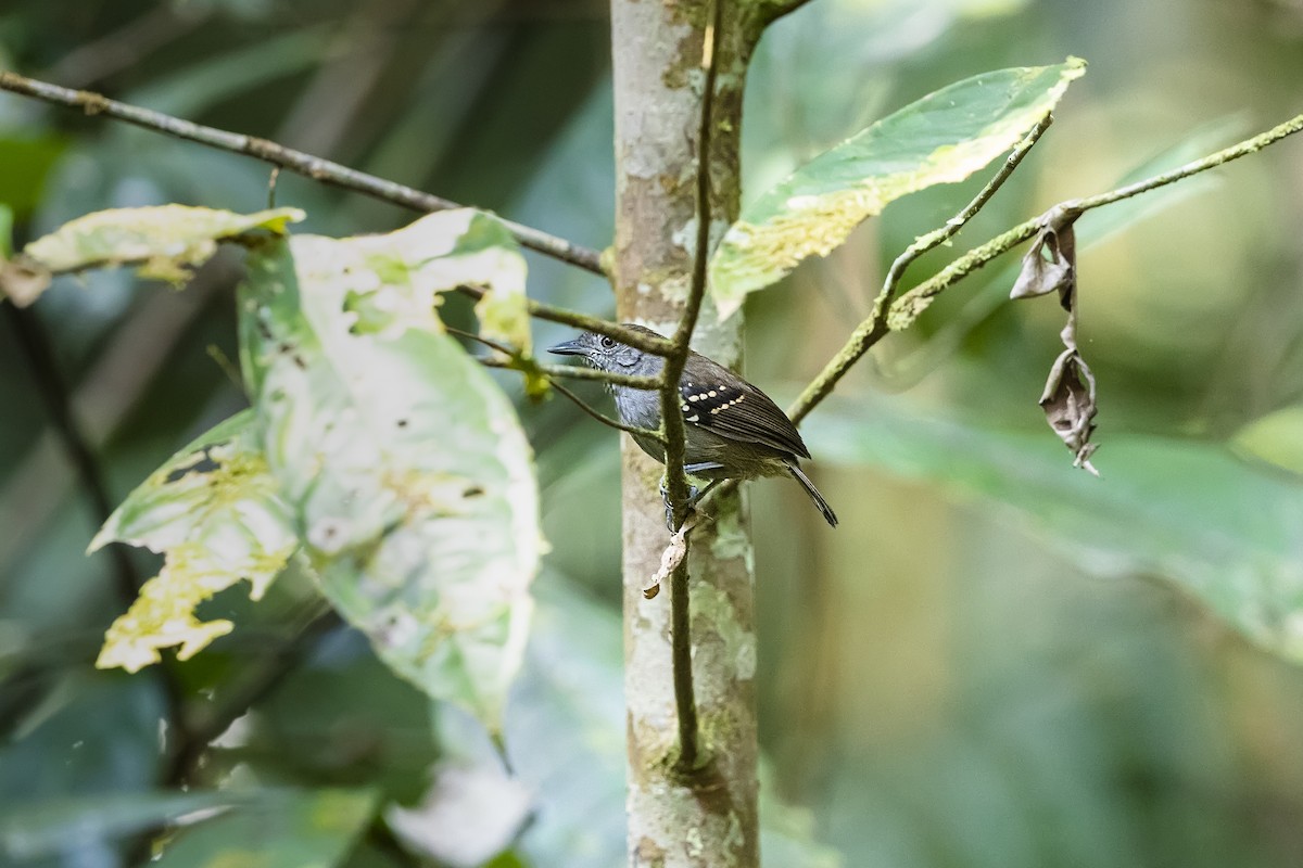 Rufous-backed Stipplethroat (Yasuni) - Stefan Hirsch