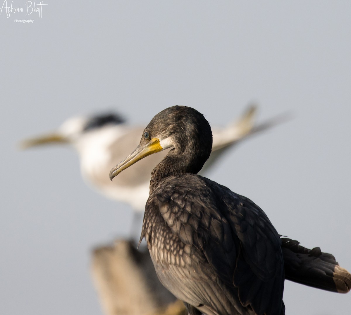 Indian Cormorant - ML453752391