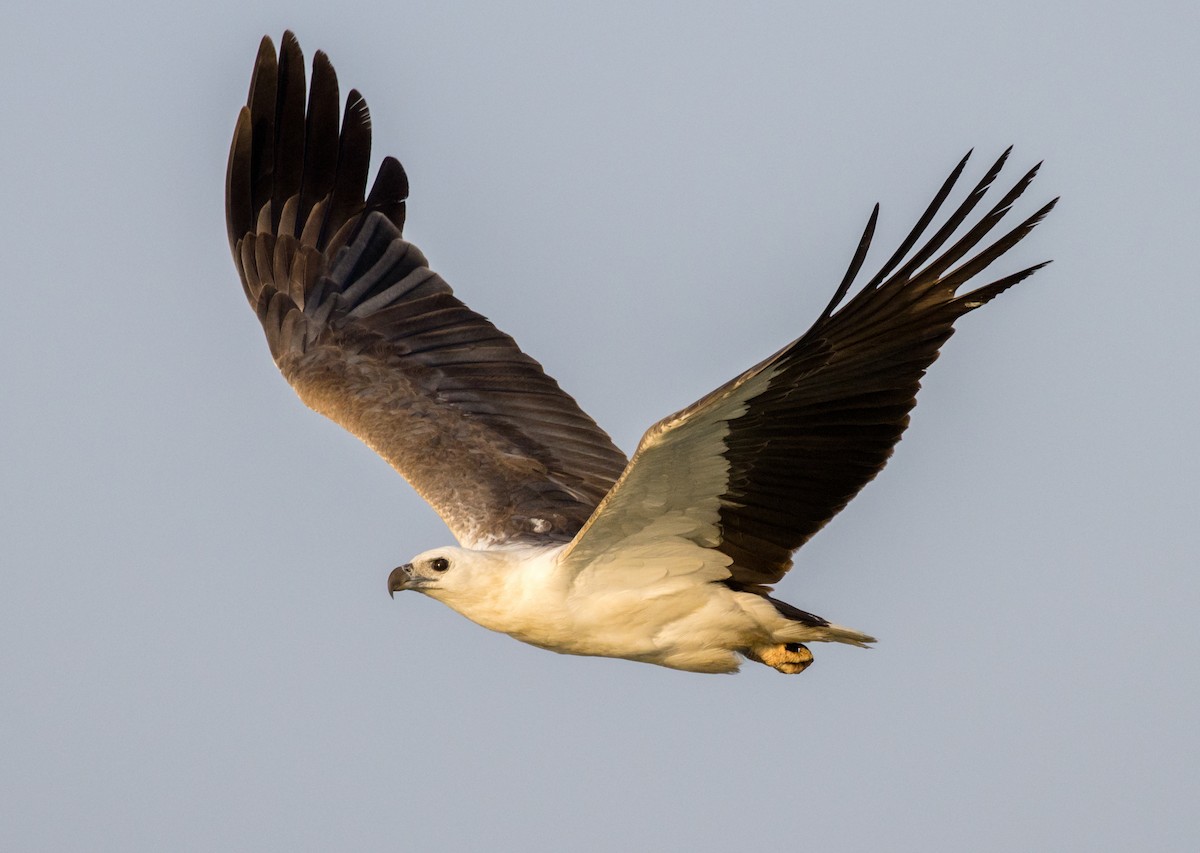 White-bellied Sea-Eagle - ML453752621