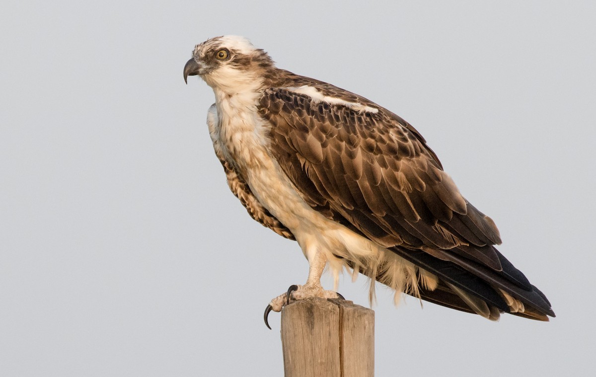 Águila Pescadora - ML453752661