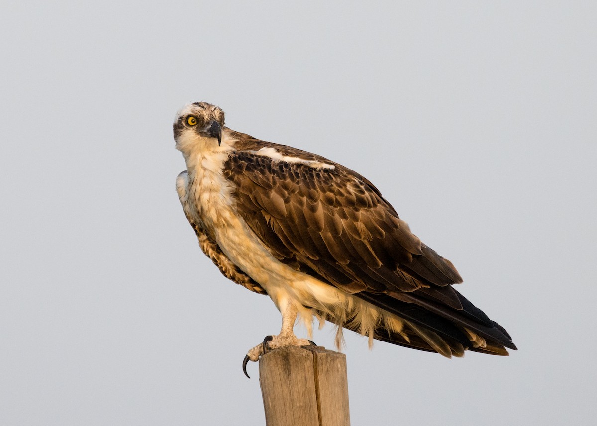 Águila Pescadora - ML453752681