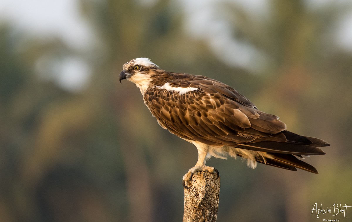 Águila Pescadora - ML453752711