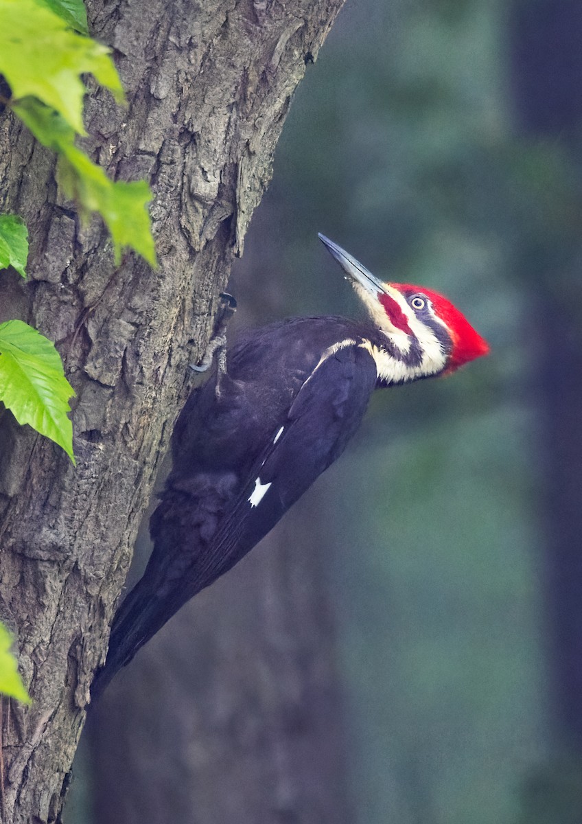 Pileated Woodpecker - ML453753461