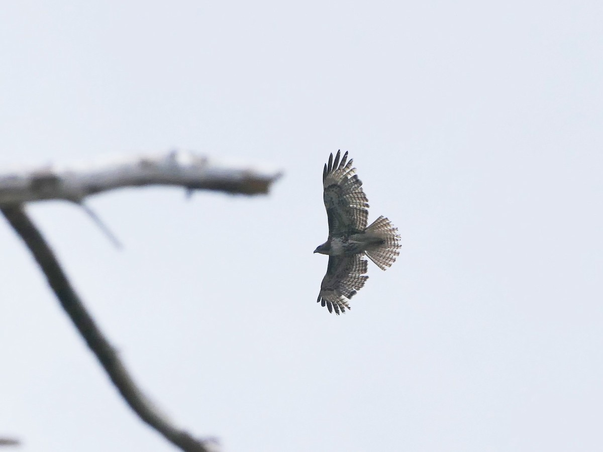 Rotschwanzbussard - ML453753591