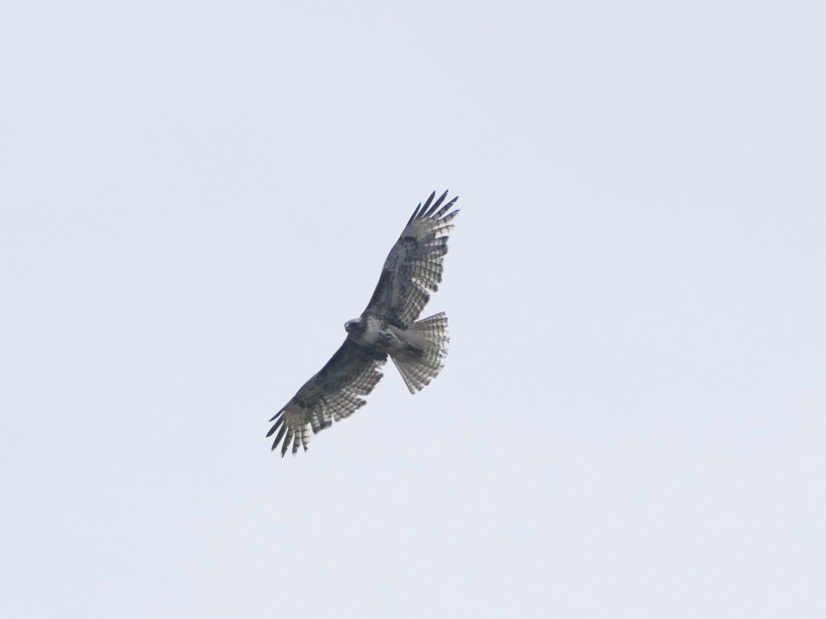 Rotschwanzbussard - ML453753791