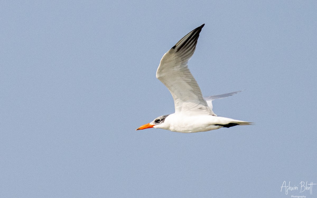 Caspian Tern - ML453754871