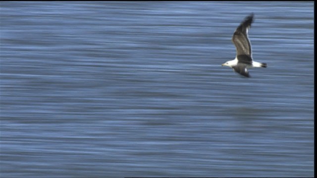 Olrog's Gull - ML453755