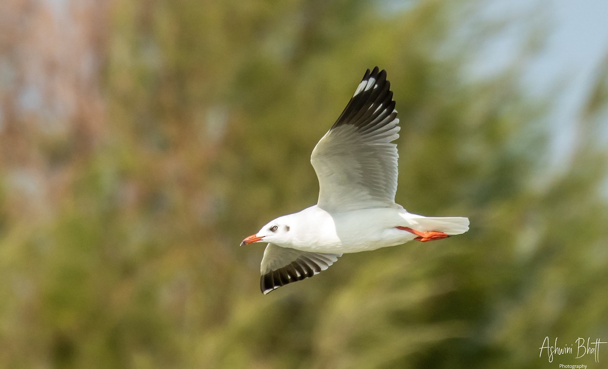 Brown-headed Gull - Ashwini Bhatt