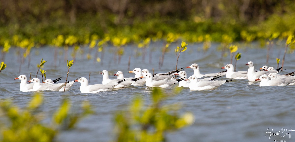 Brown-headed Gull - ML453756081