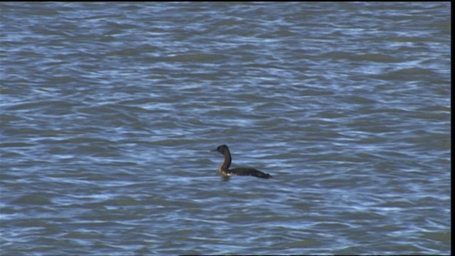 Great Grebe - ML453757