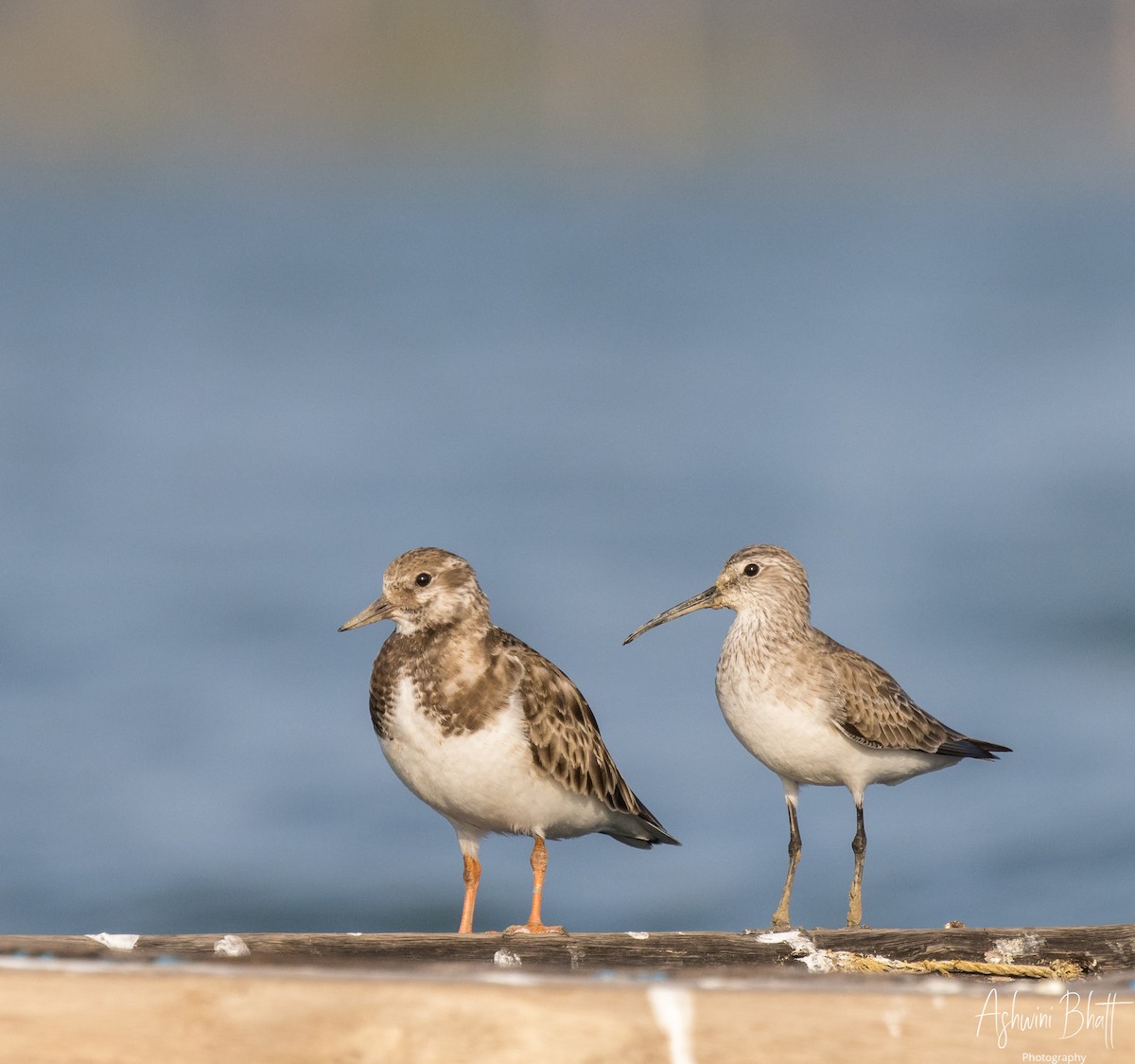 Curlew Sandpiper - ML453758611