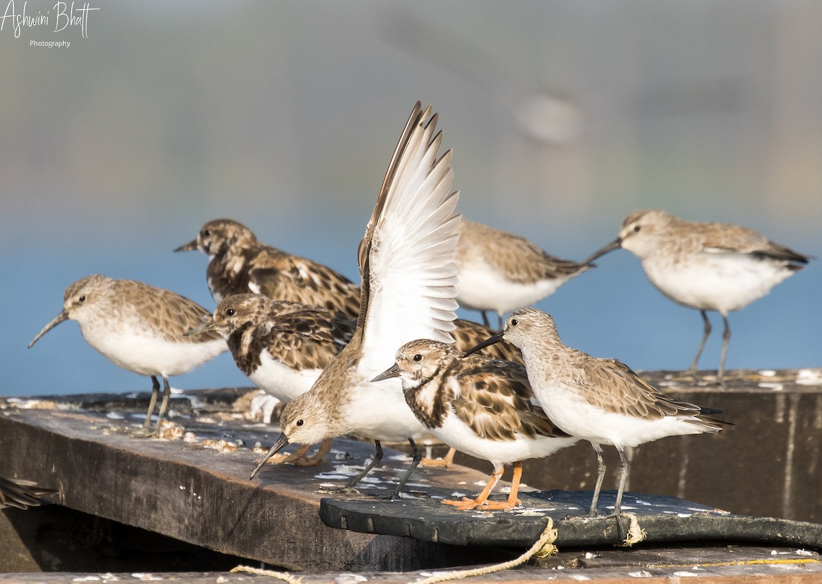 Curlew Sandpiper - Ashwini Bhatt