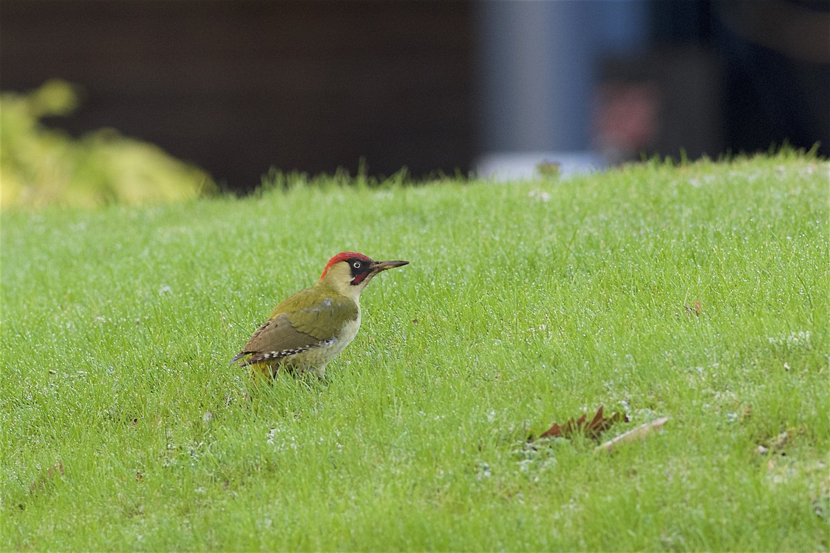 Eurasian Green Woodpecker - ML45375981