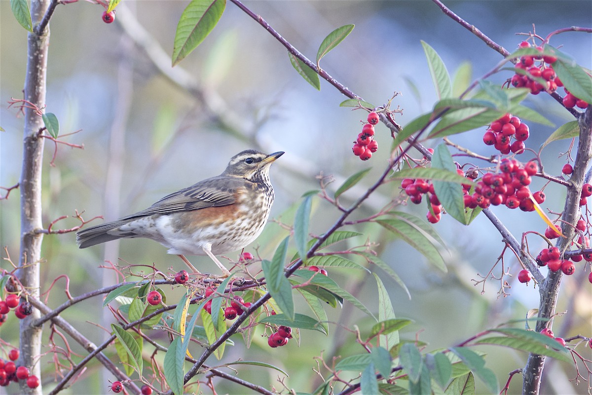 Redwing (Eurasian) - Daniel Field