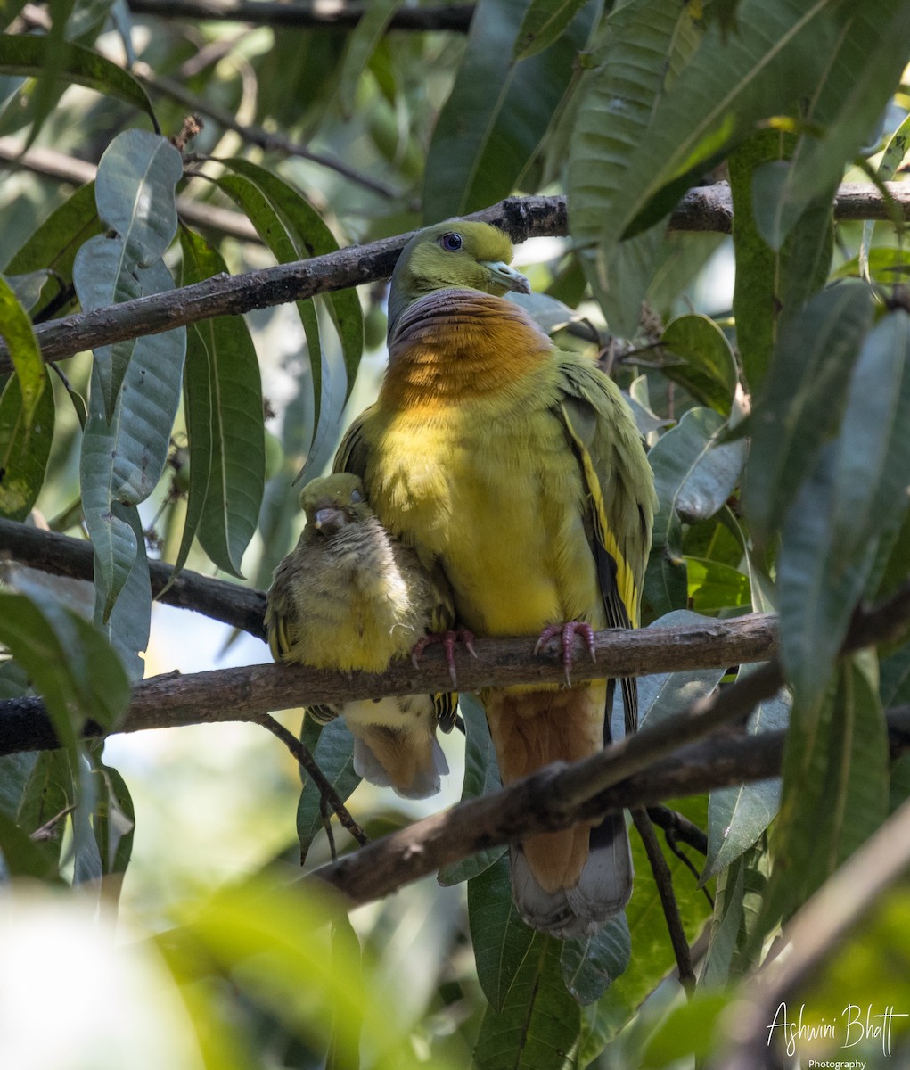 Orange-breasted Green-Pigeon - ML453763011