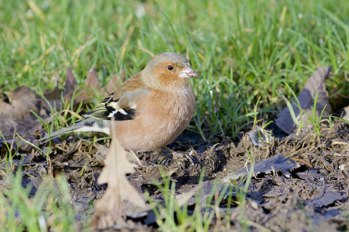 Common Chaffinch - ML45376311