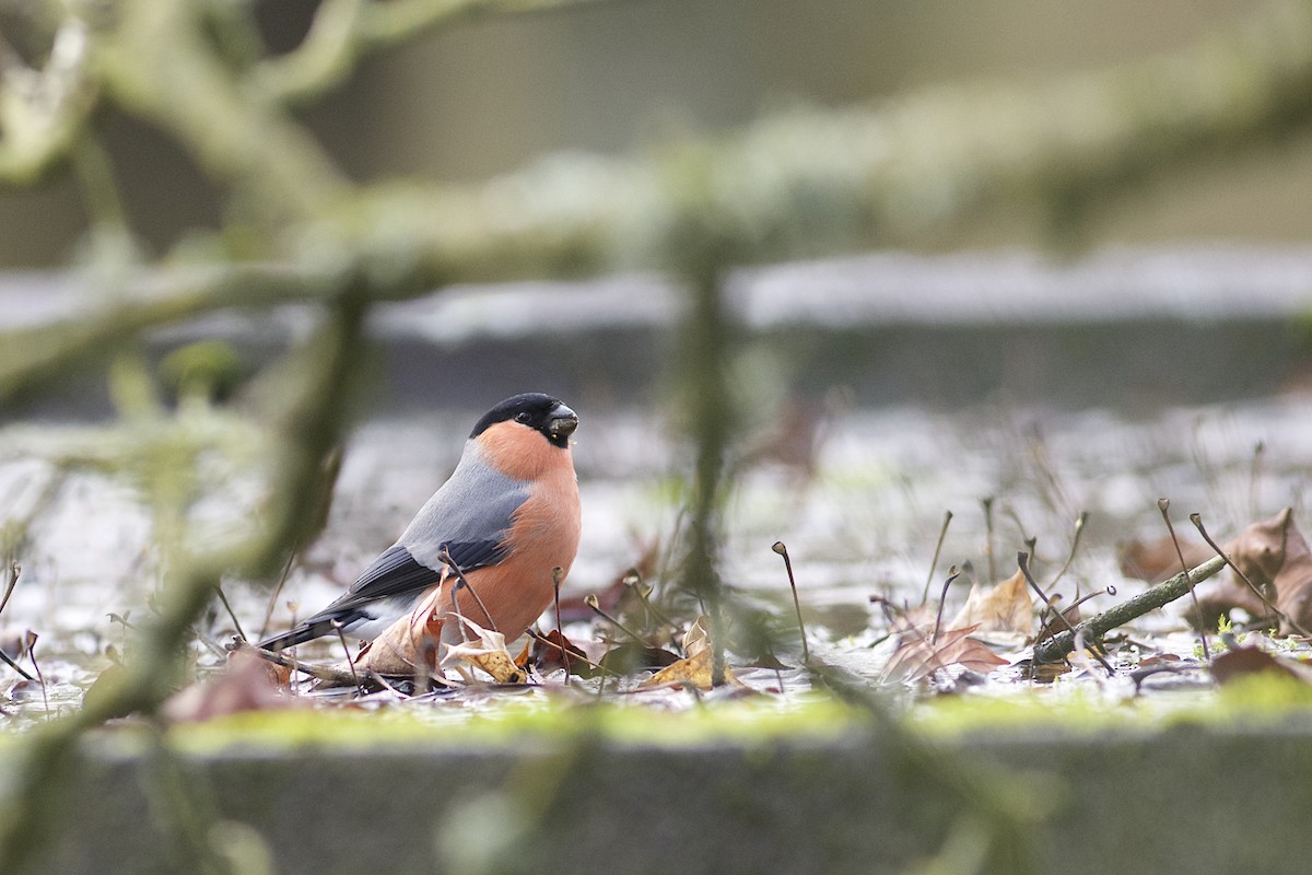 Eurasian Bullfinch - ML45376321