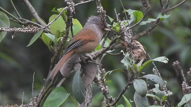 Rusty-fronted Barwing - ML453763521