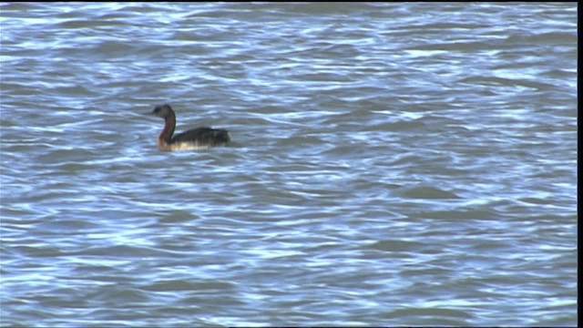 Great Grebe - ML453764