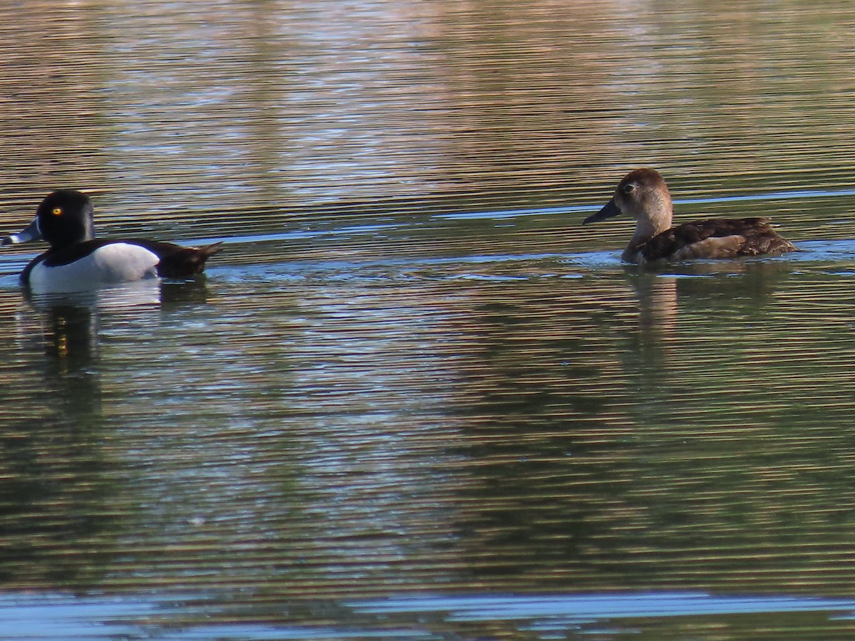 Ring-necked Duck - Charles Seniawski