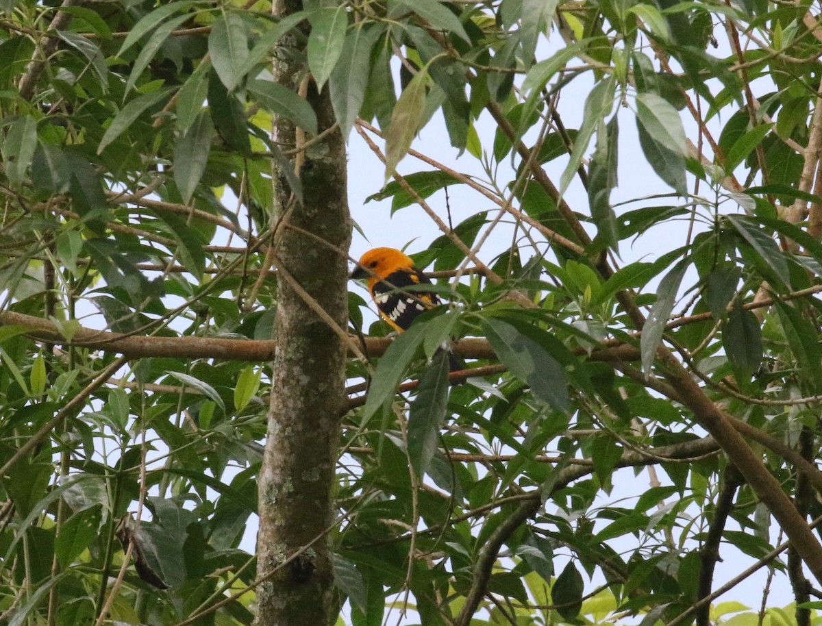 Yellow Grosbeak (Guatemalan) - ML453764961