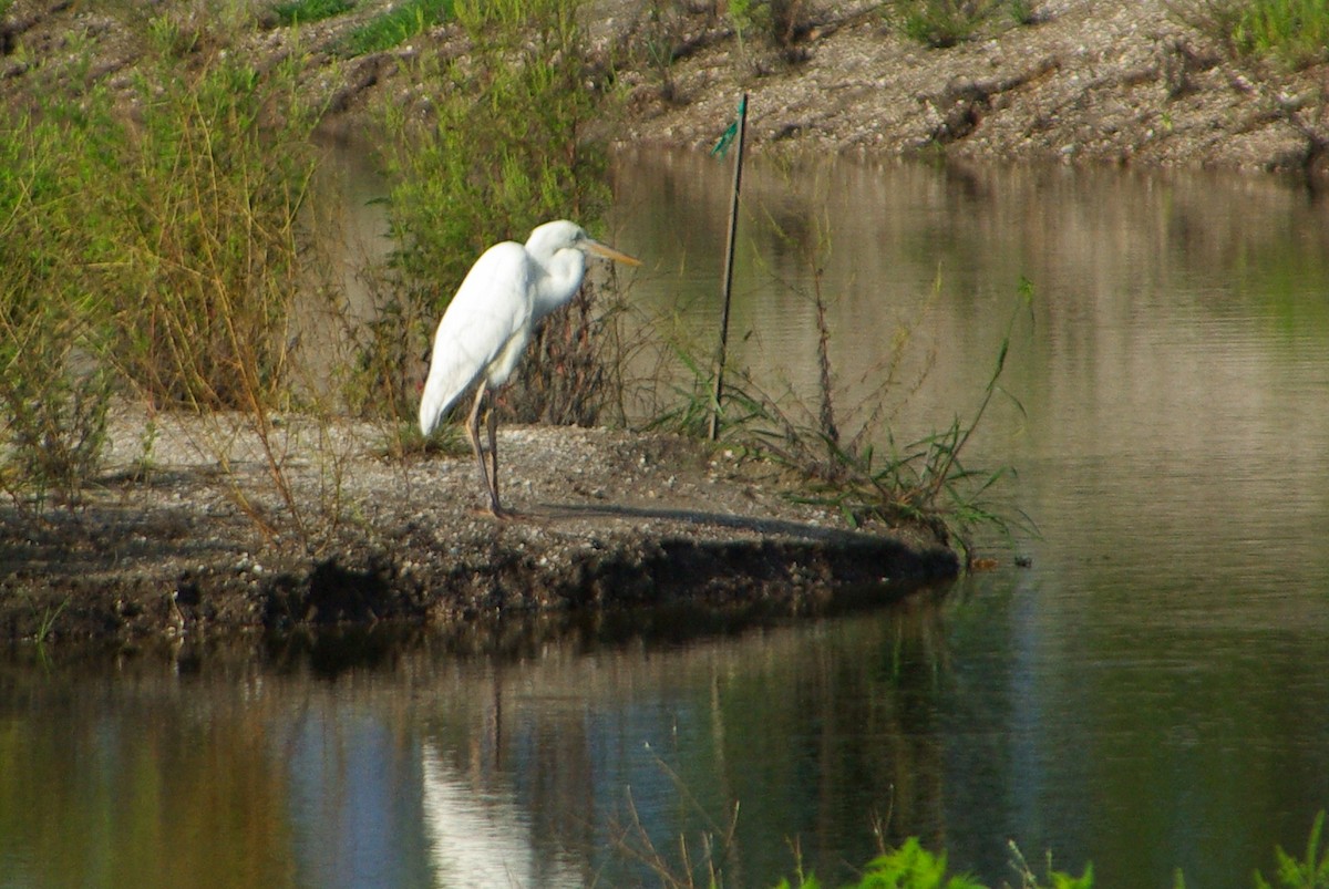 eBird Checklist - 3 Jun 2012 - Cockroach Bay Preserve and Surrounding ...