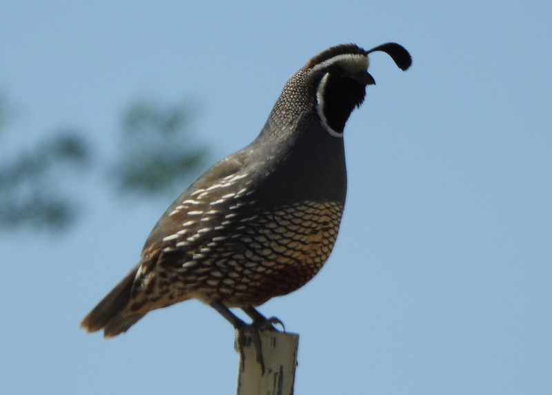 California Quail - ML453765731