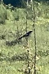 Woodchat Shrike - ML453767291