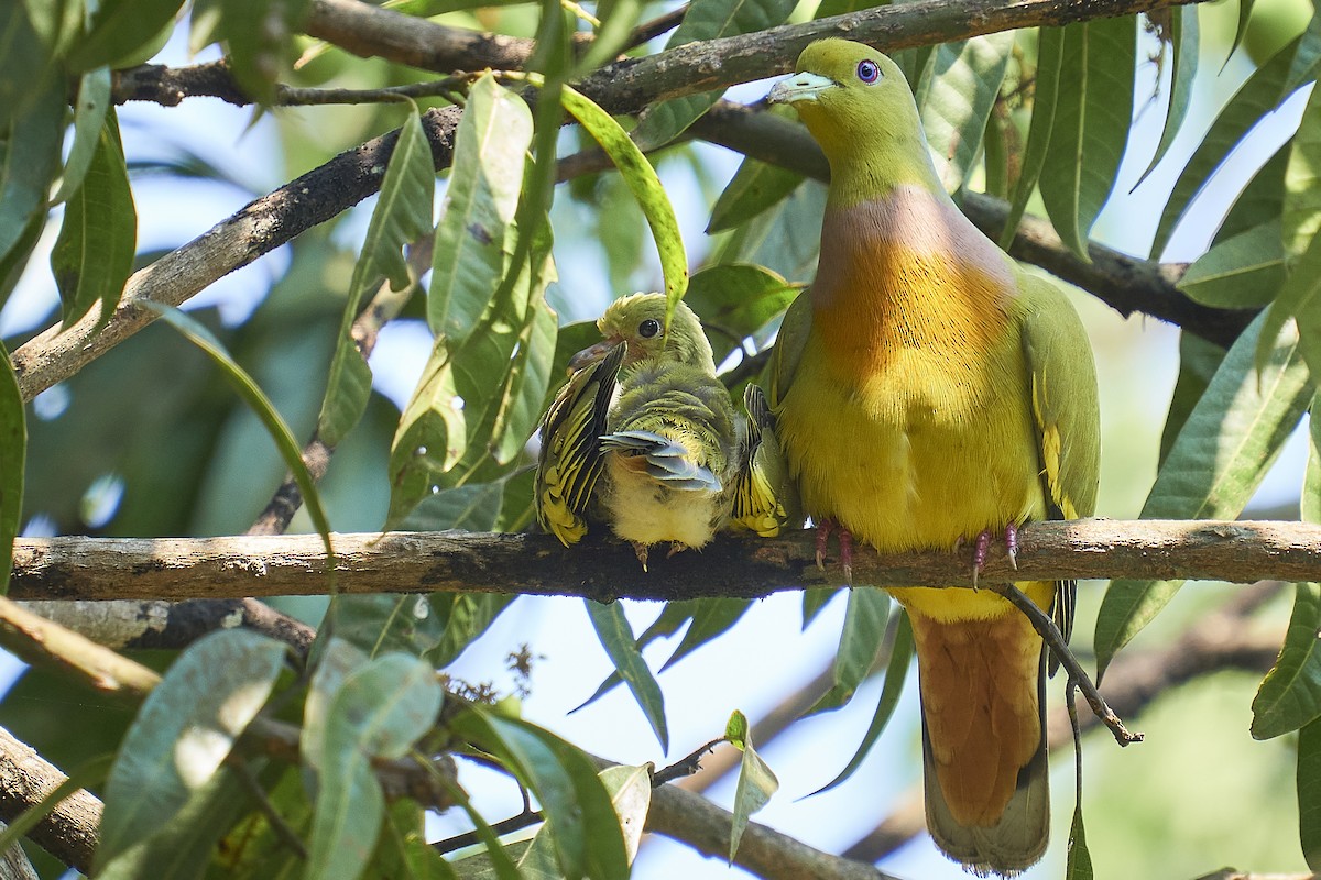 Orange-breasted Green-Pigeon - ML453768041