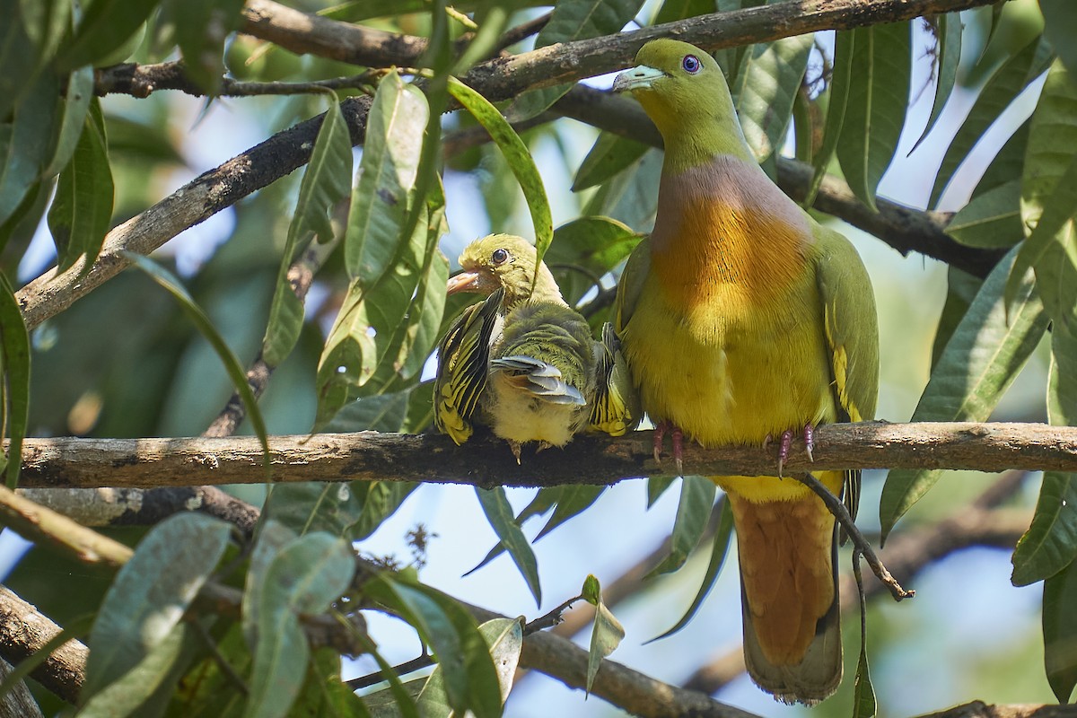 Orange-breasted Green-Pigeon - ML453768051