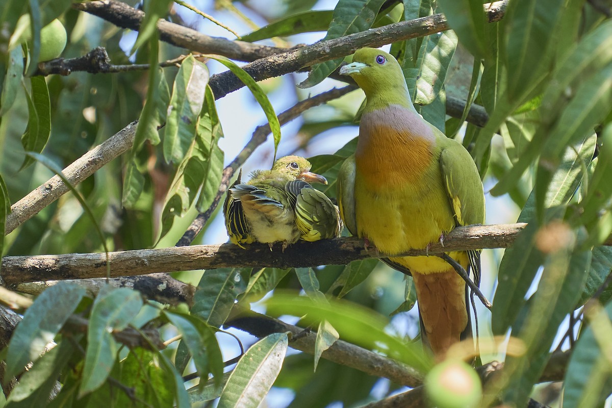 Orange-breasted Green-Pigeon - ML453768071