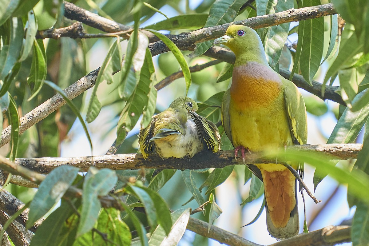 Orange-breasted Green-Pigeon - ML453768151