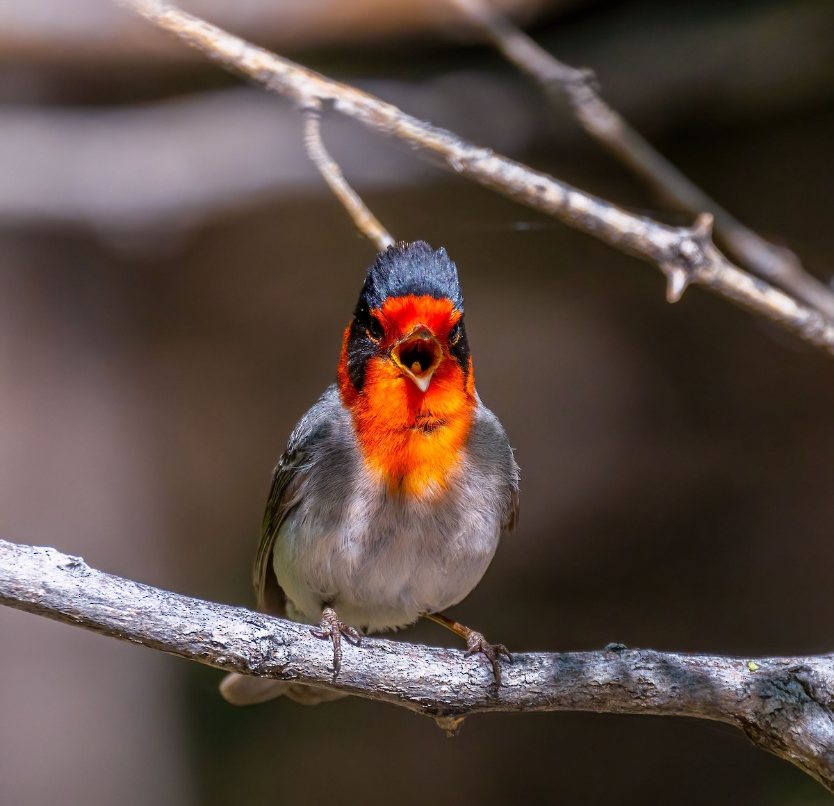 Red-faced Warbler - Roger Uzun