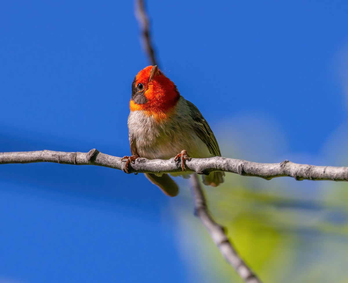 Red-faced Warbler - Roger Uzun