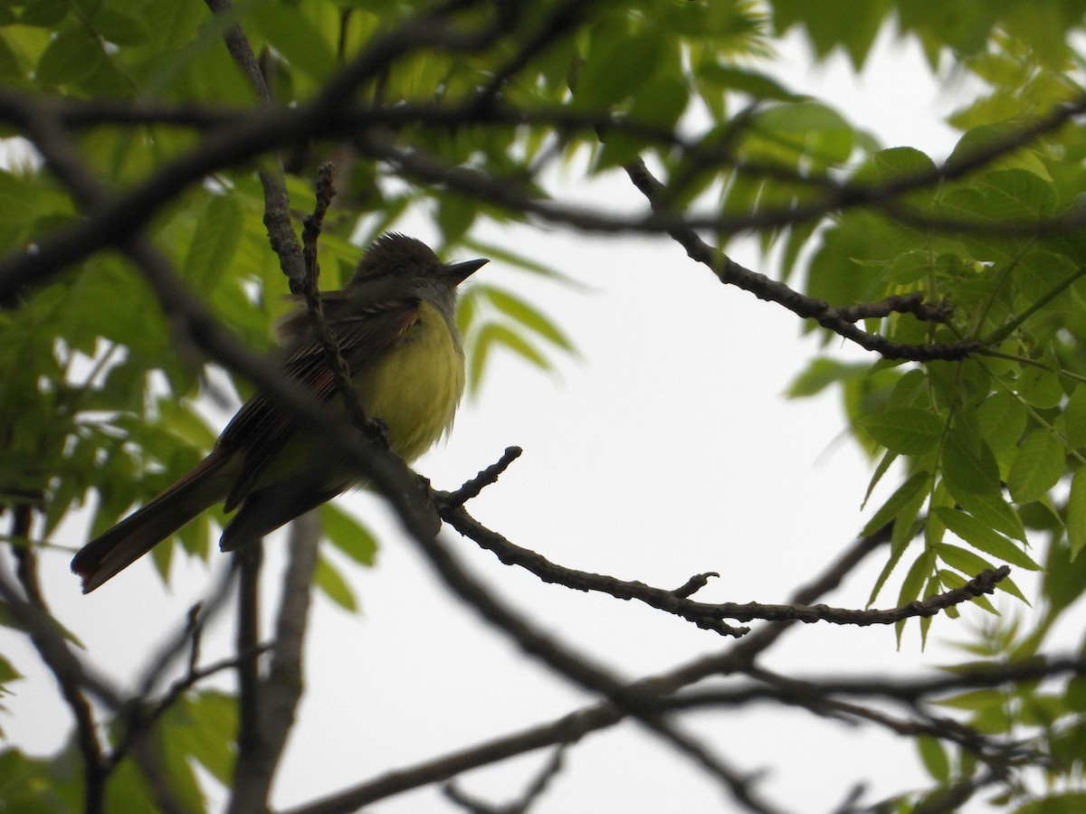 Great Crested Flycatcher - Rick Luehrs