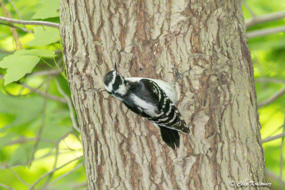 Downy Woodpecker - ML453768581