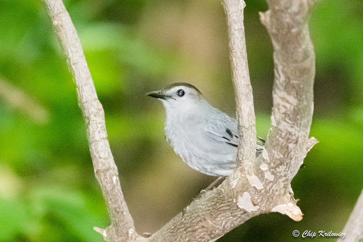 Gray Catbird - ML453768681
