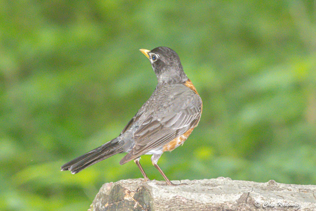 American Robin - ML453768731