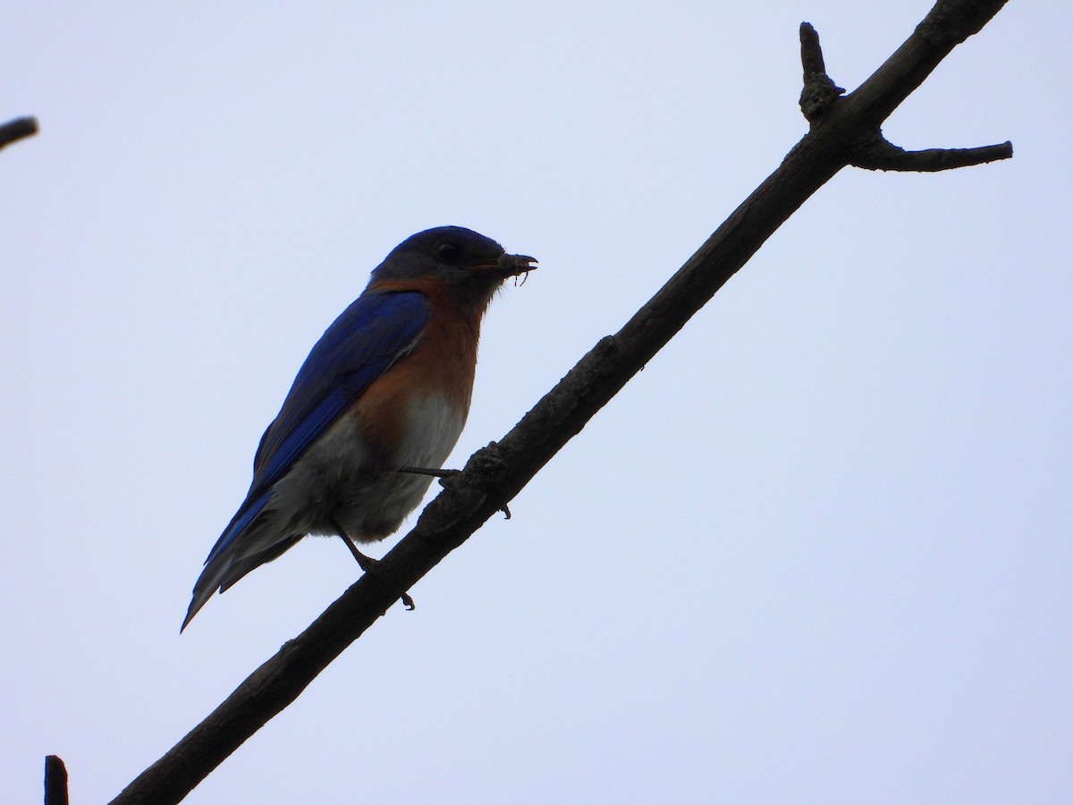 Eastern Bluebird - ML453768781