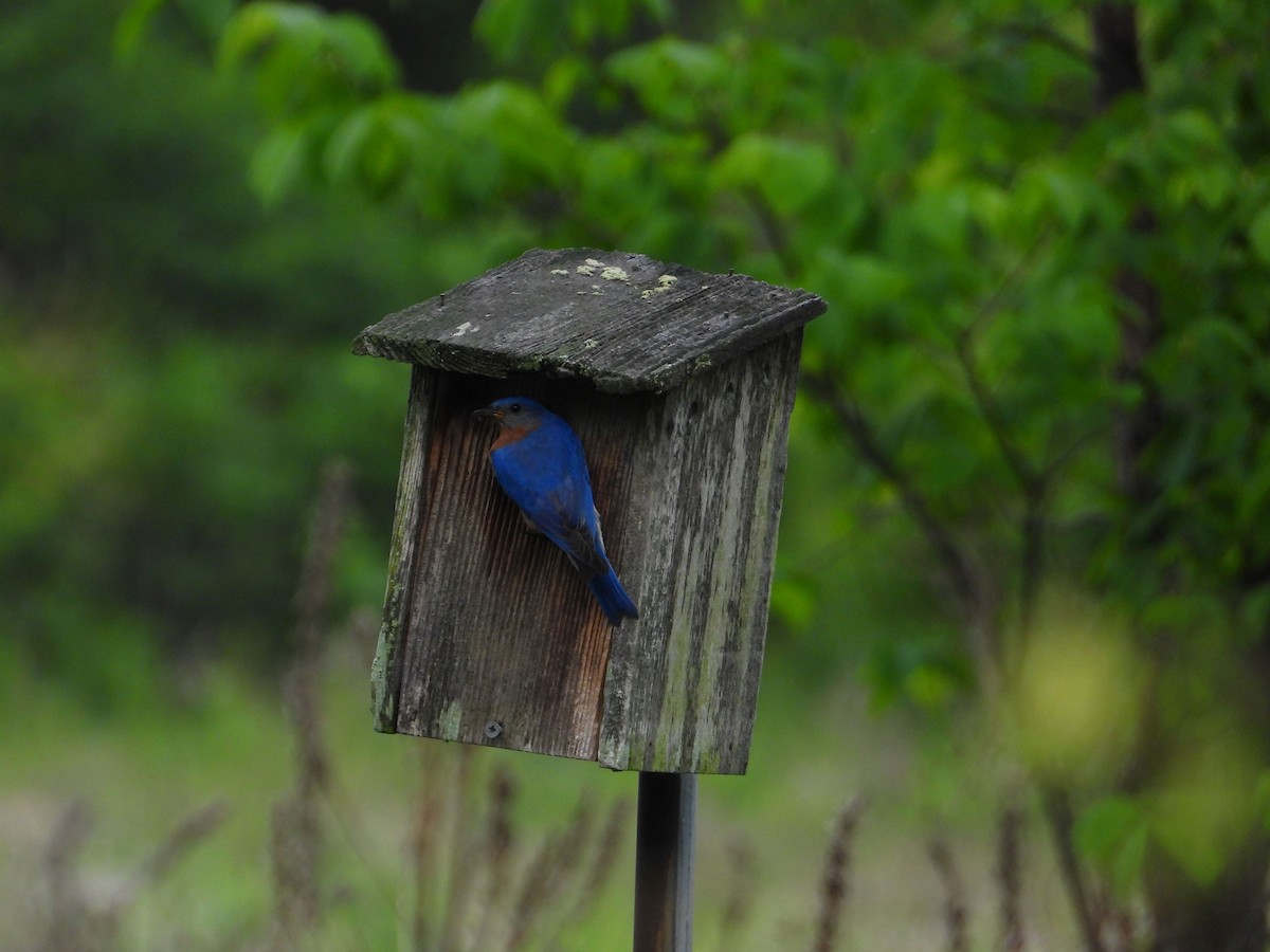 Eastern Bluebird - ML453768801