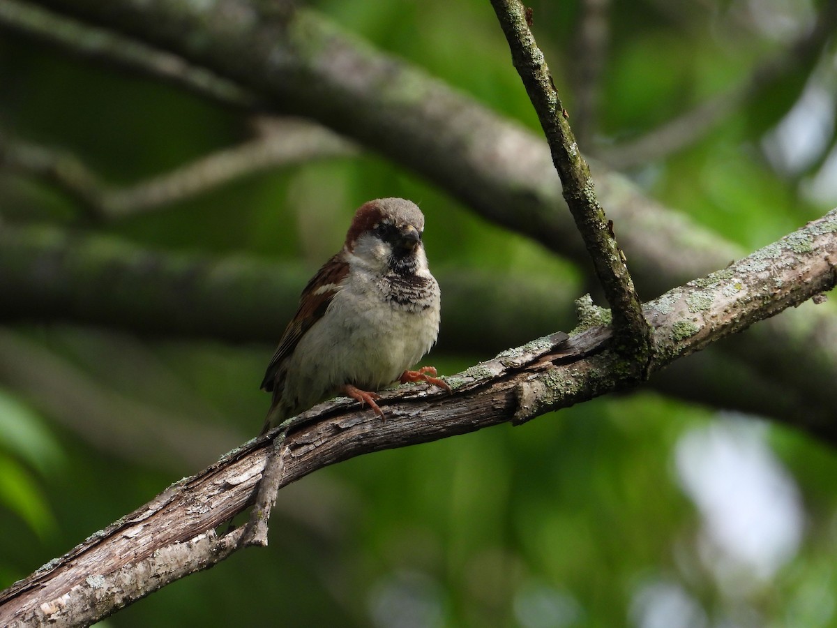 House Sparrow - ML453768901
