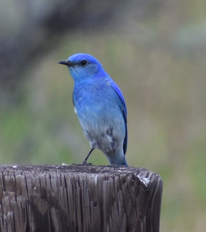 Mountain Bluebird - M. Rogers