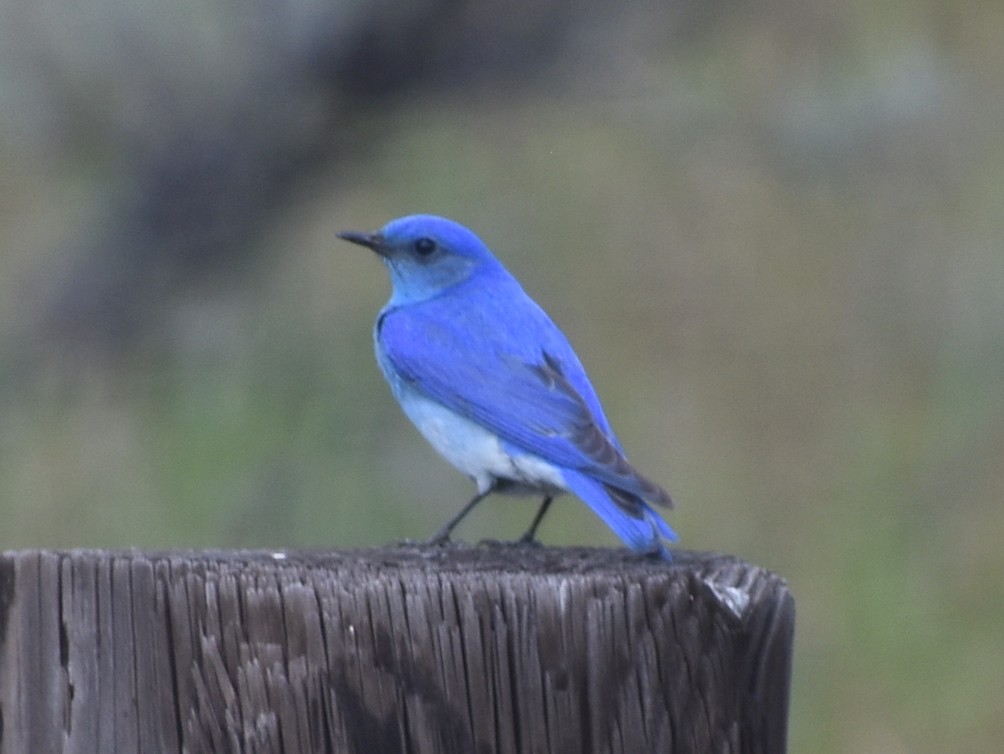 Mountain Bluebird - M. Rogers