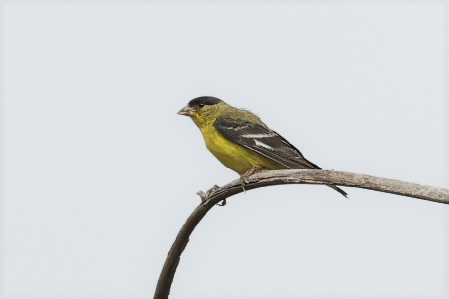 Lesser Goldfinch - Gail DeLalla